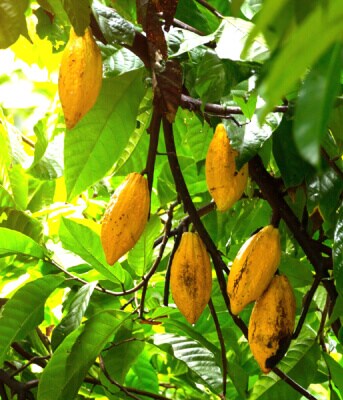 Cocoa
