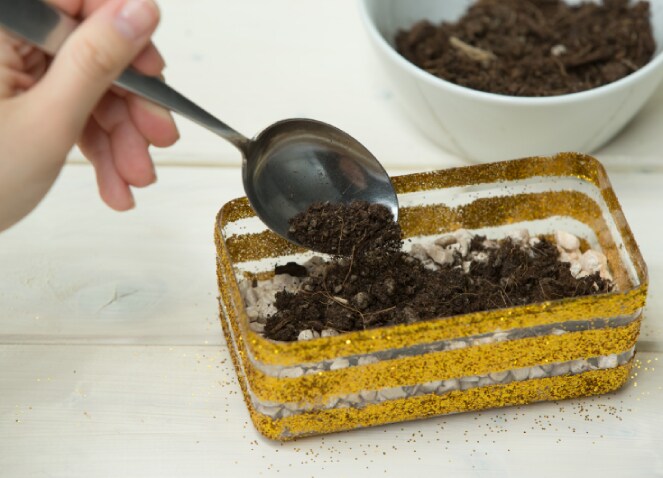 Jardin de succulentes