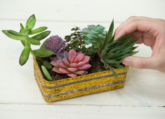 Jardin de succulentes