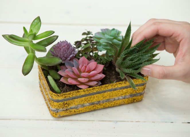 Jardin de succulentes