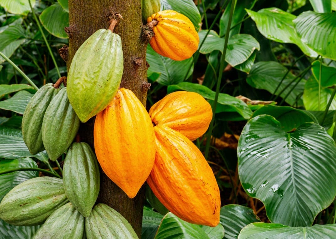 cocoa-banner