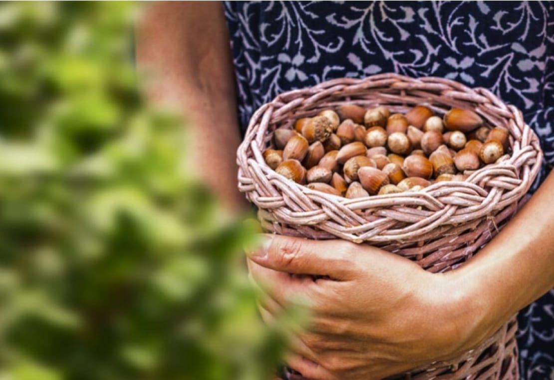 our hazelnut