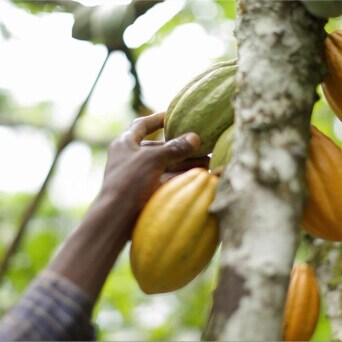 Auf den Spuren des Kakaos zum landwirtschaftlichen Betrieb