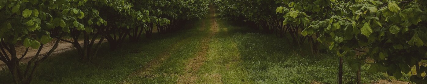 Sostenibilidad en los Ingredientes