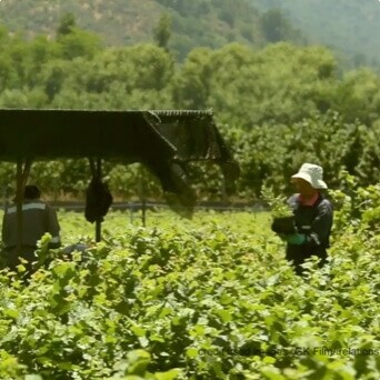 Ingredients: Farming