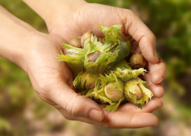 How we protect our quality: hazelnuts