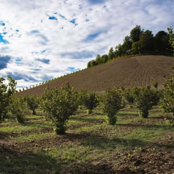 Tracing our hazelnuts to the farm_pc