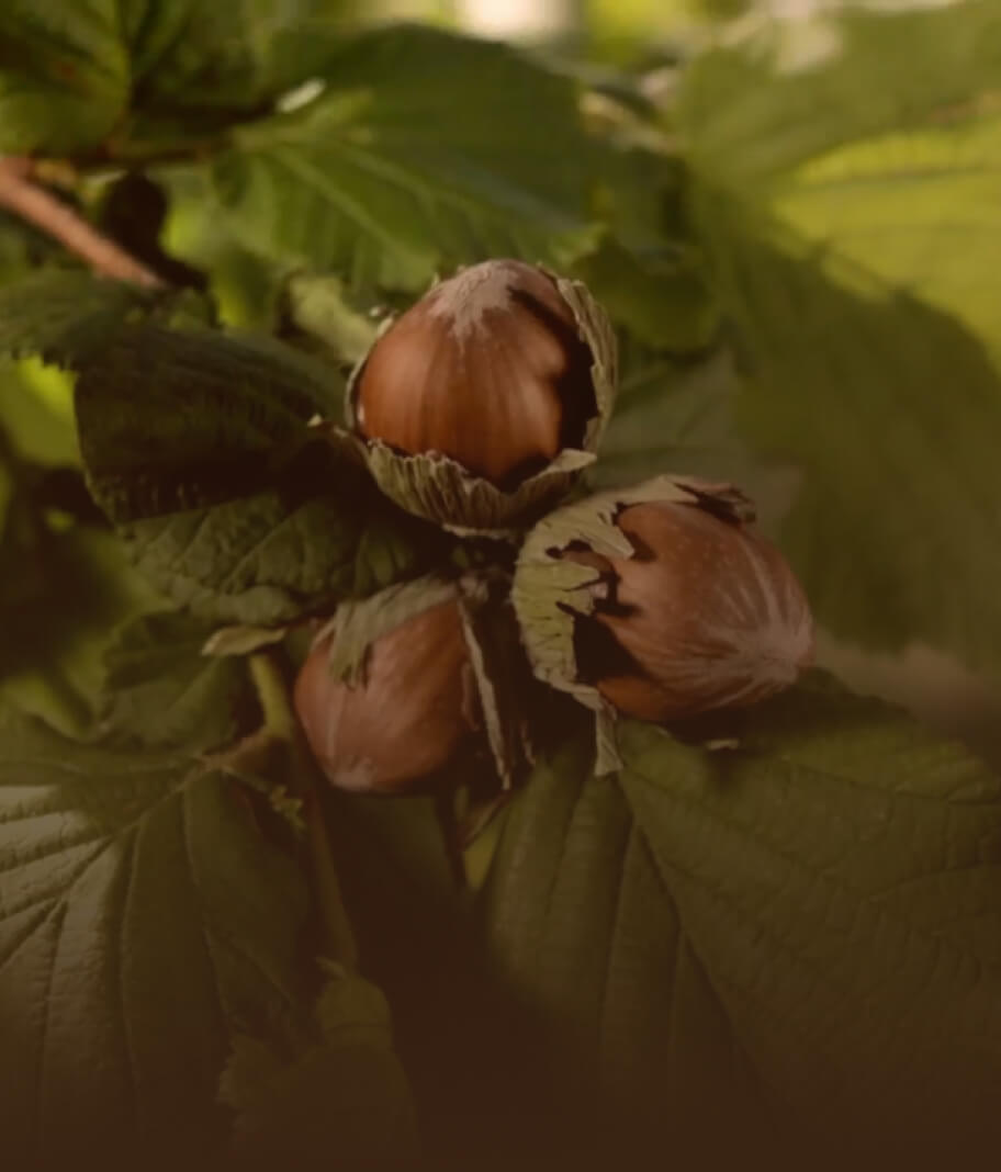 Hazelnuts