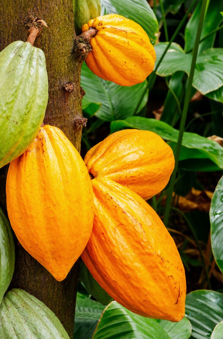 Nuestro Cacao