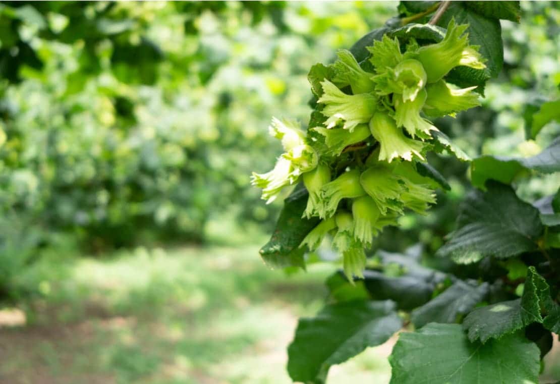 Apoyo a las comunidades dedicadas al cultivo de avellanas