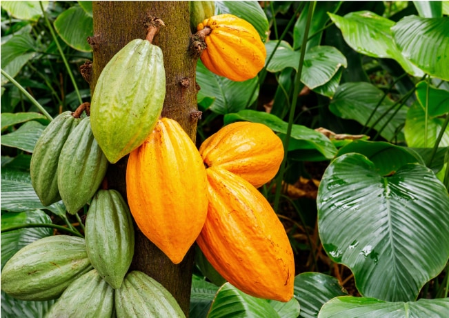 Nuestro Cacao