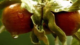 Hazelnuts