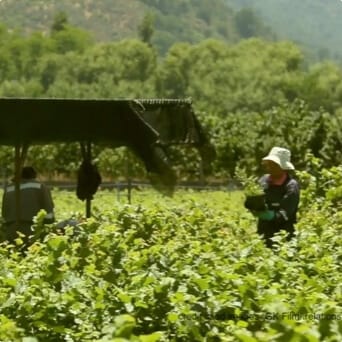 Ingredients: Farming