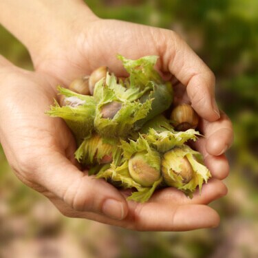 How we protect our quality: hazelnuts