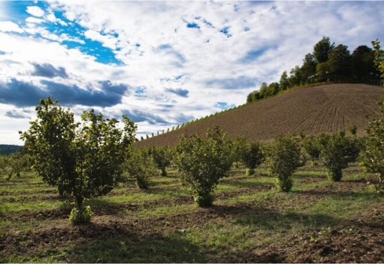 Our commitment to hazelnut traceability