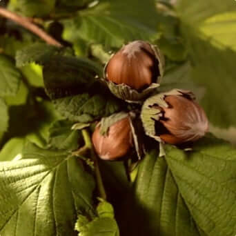 Our Hazelnuts