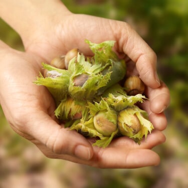 How we protect our quality: hazelnuts