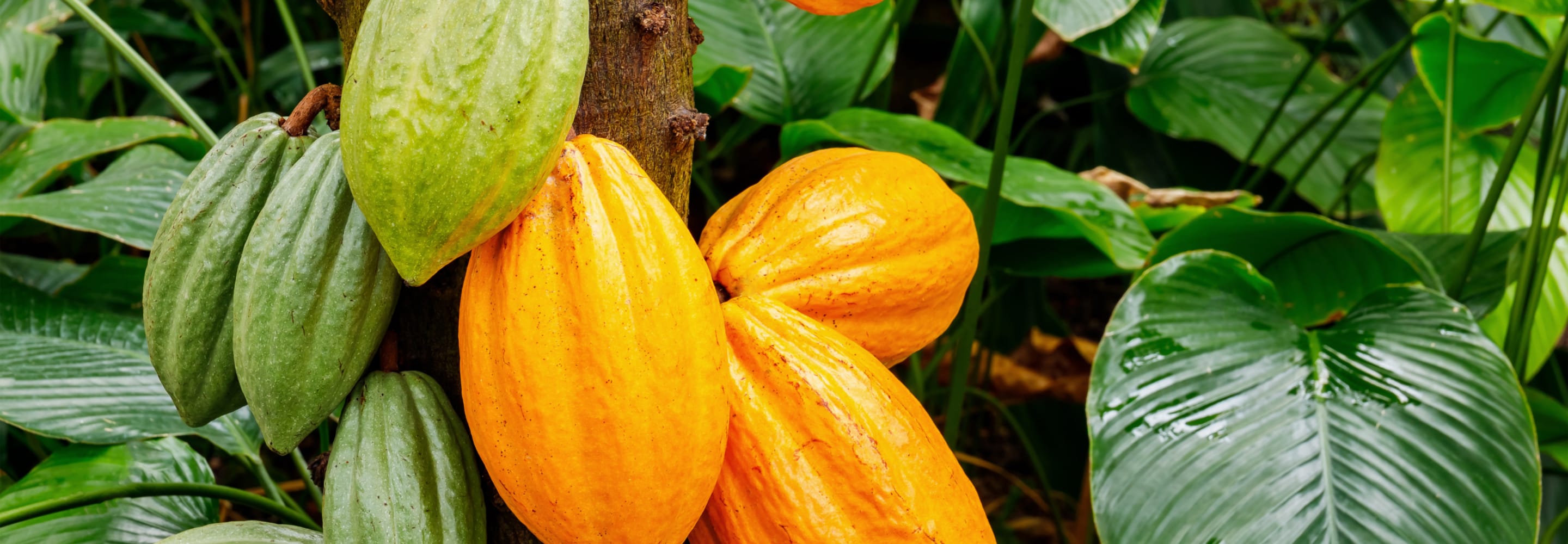 Our Cocoa