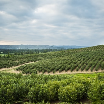 Ingredients: Looking Ahead