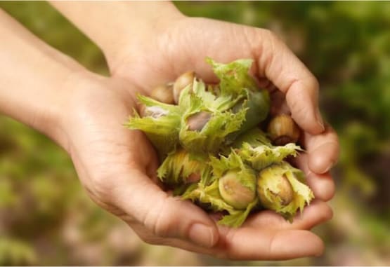 Our quality approach to hazelnuts