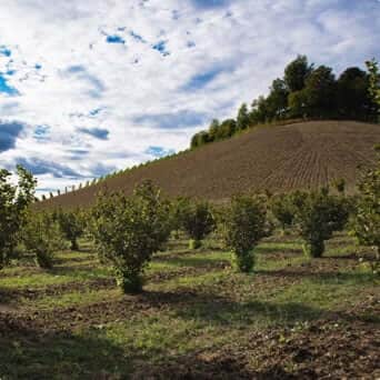 Tracing our hazelnuts to the farm_pc