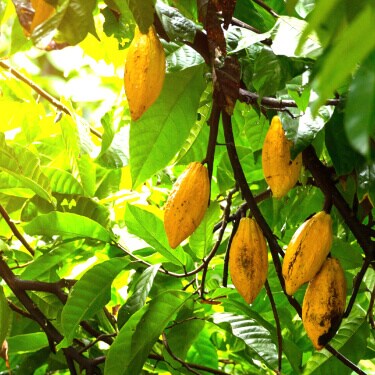 Our cocoa