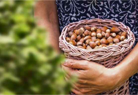 Crearea de valoare în lanțul de aprovizionare cu alune de pădure