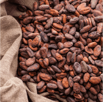 Повышение устойчивости наших какао-бобов