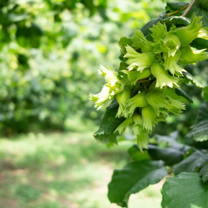 Hazelnuts