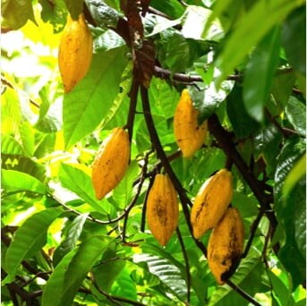 Our cocoa